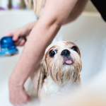 best dog shampoo