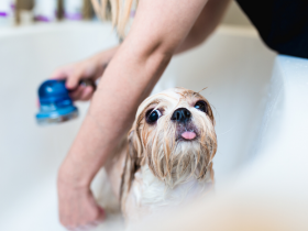 best dog shampoo