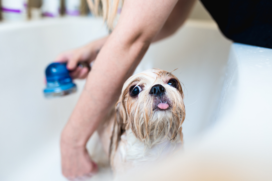 best dog shampoo
