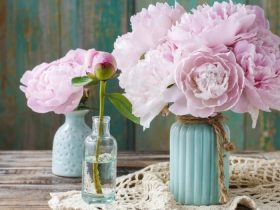 Peonies Flowers
