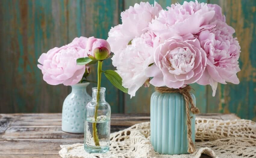 Peonies Flowers