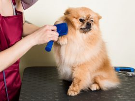 Should Your Dog